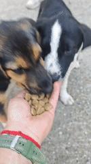 Person hand-feeds two small dogs in Kialasur, Abkhazia