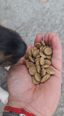 Person hand-feeds two small dogs in Kialasur, Abkhazia