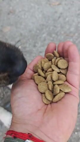 A person's hand holds a small pile of dry dog food. Two small dogs, one predominantly black with tan markings and the other black with white markings, eagerly eat the food directly from the person's hand. The dogs' snouts are buried in the person's palm as they rapidly consume the kibble. The scene takes place outdoors on a light gray concrete surface. Part of a person's leg and foot, wearing white socks and light-colored sneakers, are visible in the background.