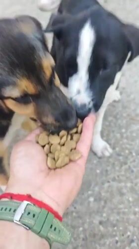 Person hand-feeds two small dogs in Kialasur, Abkhazia