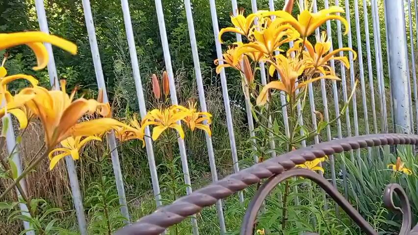 The video shows a close-up of bright yellow lilies with prominent stamens and petals. The flowers are positioned in front of a metal fence with vertical bars. Behind the fence, there is greenery, including trees and smaller plants. Some lily buds are also visible. The foreground includes a curved, decorative metal railing. The lighting suggests it is daytime, possibly late afternoon due to the warm tones.