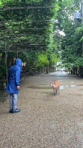 A person in a blue raincoat stands on a gravel path, facing a deer. The person bows to the deer, and the deer bows back. Other deer are visible in the background, and trees line both sides of the path.