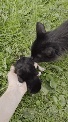 Newborn kittens and a puppy cradled by hand in rural Russia