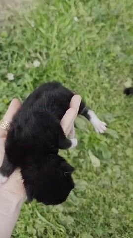 A human hand, adorned with a gold ring on the index finger, gently holds a tiny, black and white kitten. The kitten is lying on its back, with its white paws extended. A black cat, presumably the mother, leans down and nuzzles the kitten with its head and mouth. The scene takes place outdoors on a patch of green grass and clover, suggesting a natural or garden environment. The camera angle is high, looking down on the interaction. The footage is shot in segments, with slight variations in the cat's position as it interacts with the kitten.