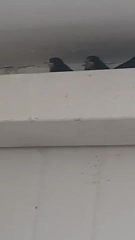 The video shows three birds perched on a white ledge, disappearing one by one. The ledge appears to be part of a building structure. The birds have dark plumage and light-colored beaks. They are lined up next to each other. One by one, they duck out of view, leaving only two, then one. The background is a light grey color.