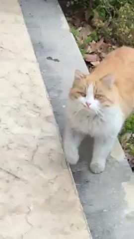A fluffy orange and white cat walks towards the camera on a marble tiled walkway beside a green bush. The cat meows.
