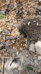 Hedgehog spotted among leaves in Taman, Russia