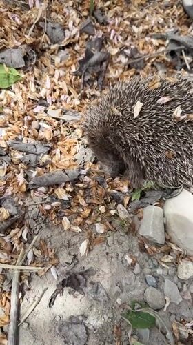 Hedgehog spotted among leaves in Taman, Russia