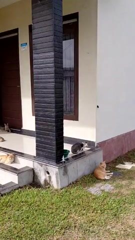 A stationary, eye-level outdoor shot shows five cats on and around the porch of a house. Three cats lay on the porch steps, another cat is on the ground, and the fifth cat is on the porch next to the porch post. Two water bowls are visible on the porch. The porch has white tiles with gray trim, and a dark brown front door and window are seen. Green grass surrounds the porch. A person is making a kissing sound in the background.