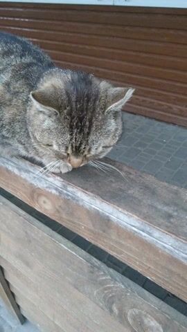 A tabby cat is seen in close-up, rubbing its head and face against a wooden plank. The cat is mostly grey and brown with darker stripes. Its eyes are closed as it rubs, and its white whiskers are visible. The cat's front paw is also visible, resting against the wood. In the background, there is another wooden surface, possibly a wall or door, painted in a dark brown or maroon color. The scene appears to be taking place during the day, with natural light illuminating the cat and its surroundings. The cat's actions suggest it is either scratching an itch or scent-marking the wood, appearing content as it does so. The setting suggests an outdoor or rustic indoor environment.