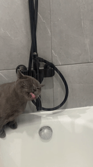Cat drinks from showerhead; city skyline glows under full moon