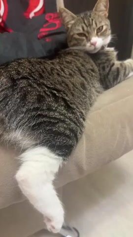 A tabby cat is resting on a couch. The cat's back is to the camera, and its head is turned to the side, looking at the camera. The cat's eyes are partially closed, and its mouth is slightly open. The cat's fur is a mixture of brown, black, and white. The couch is upholstered in a tan fabric. There is a person's arm visible behind the cat, wearing a black shirt with a red design. The environment appears to be indoors.
