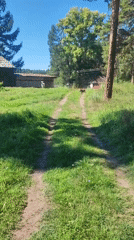 Goats roaming and grazing on a rural Russian property