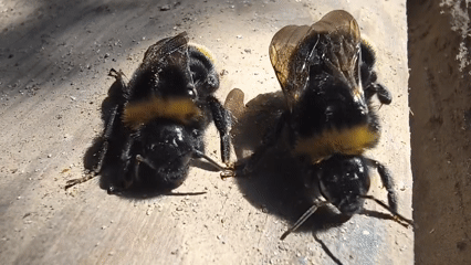 Bumblebees, bees, and insects up close in Mikhaylovka