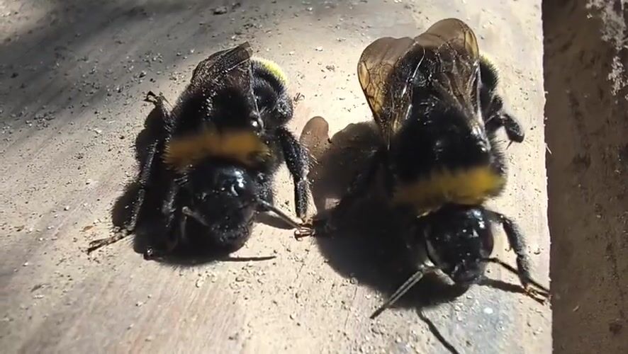 Bumblebees, bees, and insects up close in Mikhaylovka