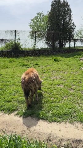 The video shows a spotted hyena in a zoo enclosure. The hyena is walking on green grass and appears to be sniffing the ground. There's a wire fence and some trees in the background, suggesting the animal is in a controlled environment. The overall scene appears to be taken during daylight with some shadows cast by the trees and the hyena itself. A person is heard speaking in the background.