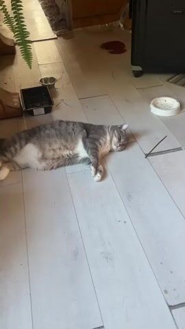 The camera pans across a room with a light wooden floor, revealing two tabby cats lounging. The first cat, a grey and white tabby, is asleep near a food bowl and other objects, including a suitcase and a fern. As the camera pans right, it shows another tabby cat lying down, closer to a wet/dry vacuum. The second cat gets up and walks toward a corner with a wooden table and more cat supplies.