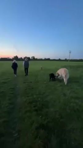 The video shows two people walking across a green field with two dogs. The people are walking away from the camera on a narrow path, toward the horizon where the sky is blue with a hint of orange and yellow from the setting sun. One person is wearing a dark jacket and the other is wearing a hat and vest. The dogs are running around near the beginning of the path, one white and one dark-colored. There is a power pole in the distance, and trees lining the horizon.