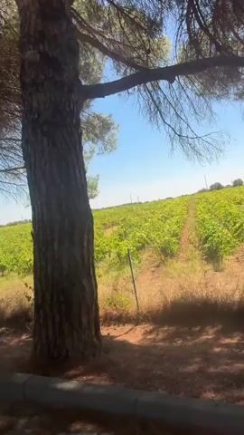 The video shows a vineyard on a sunny day. The camera is moving, giving the impression of a car ride. A large tree trunk is prominently in the foreground on the right, with its branches and needles casting shadows. In the background, rows of green grapevines stretch across a rolling hill under a clear blue sky. A fence runs along the edge of the vineyard.