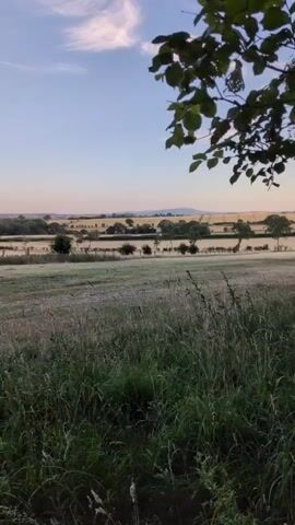The video shows a landscape with fields and trees under a pale sky. In the foreground, tall grasses sway gently. Beyond the grass, there is a flat, harvested field, likely a farm field, with a line of trees and a fence marking its edge. In the distance, rolling hills are visible, dotted with more trees and some buildings. The sky is a soft gradient of blue and pink, suggesting either early morning or late evening. The overall impression is one of a peaceful rural setting.