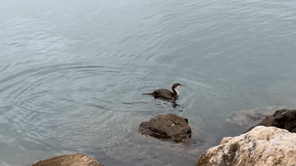 Seabirds and a dog on Gijón's rocky shoreline
