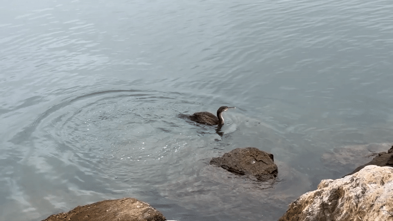 Seabirds and a dog on Gijón's rocky shoreline