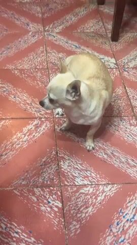 The video shows a small, light-colored dog standing on a patterned tile floor. The tiles are predominantly red with a white and blue pattern. The dog is looking down and appears to be sniffing at the floor. The dog then walks to the right of the frame. A small portion of what appears to be a wooden chair leg is visible in the upper right corner of the frame.