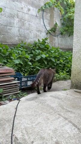 A tabby cat walks down a concrete path in what appears to be a backyard or alleyway. The cat is walking away from the camera, towards a dense wall of green foliage. To the left of the path is a blue plastic crate, some stacked wood, and a black cable running along the ground. The background features a light-colored brick wall and more greenery. The overall scene suggests an outdoor setting, possibly in a somewhat unkempt or natural area, given the abundance of plants and the concrete pathway. The time of day appears to be daytime, with natural light illuminating the scene. There is no visible text in the media file.