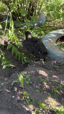 Witness documents everyday spring scenes in Chernogorsk, Russia