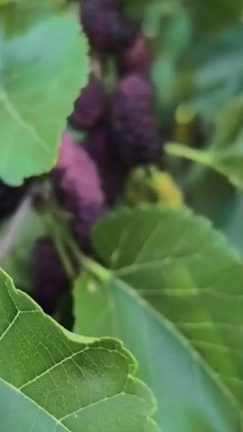 The video shows a close-up, shallow depth of field shot of mulberries on a branch. The mulberries are a mix of dark purple and lighter green colors, indicating different stages of ripeness. They are clustered together on the branch, surrounded by large, green mulberry leaves. The background is blurred, suggesting an outdoor environment with foliage. The camera slowly pans across the mulberries, focusing on their textured surfaces.