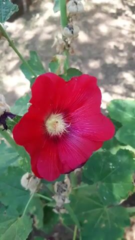 A close-up video captures a red hollyhock flower in bloom. The flower has five petals and a yellow center with delicate white stamens. The background is softly blurred, showing hints of green leaves and the ground. The camera slowly zooms in on the flower, highlighting its vibrant color and intricate details.