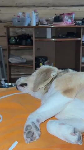 A dog is sleeping on an orange blanket, its head resting on a pillow. A person's feet, with black nail polish, are visible in the background. The room appears to be a home, with wooden walls and shelves filled with various items. The lighting suggests it could be daytime. The overall mood is relaxed and peaceful, with the dog appearing content and comfortable.