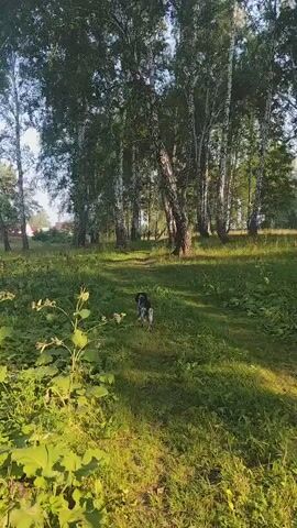 A dog is walking away from the camera in a grassy area with trees. The sun is shining, casting shadows on the ground. There are buildings visible in the distance through the trees.