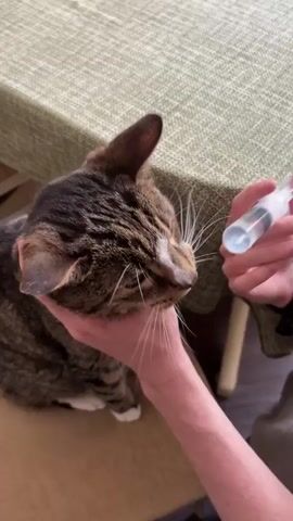 A close-up shot shows a person administering liquid from a syringe to a brown tabby cat with white markings. The person is holding the cat's head gently. The cat's green eyes are open, and its mouth is slightly open as the liquid is administered. The background includes a table with a green tablecloth.