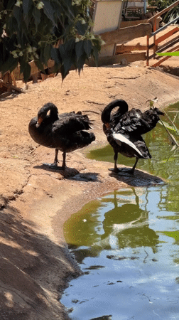 Morning wildlife viewing documented at Misgav Regional Council facility