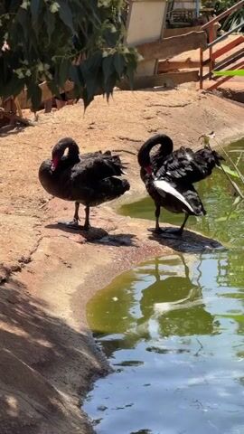 Two black swans stand on a bank of a pond. The bank is dirt. One swan stands facing the pond, preening its feathers on its back with its beak. The other swan stands with its head tucked under a wing, resting.  Behind the swans is a tree with dangling white flowers, and beyond that is a wheeled cart, a wooden staircase, and some green vegetation. The pond's water is green close to the edge, and further away reflects the blue sky. The weather is sunny.