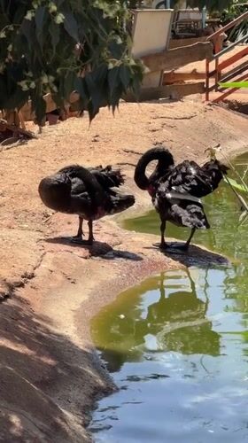 Morning wildlife viewing documented at Misgav Regional Council facility