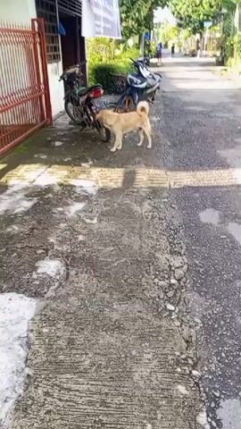A light brown dog is standing on a dirt and asphalt path. The dog is facing left and appears to be sniffing the rear tire of a red and black motorcycle. Behind the motorcycle is a chain-link fence with a red metal gate. To the right of the motorcycle is another black motorcycle. The path continues into the distance, lined with trees and plants. In the background, two figures are walking away from the camera.