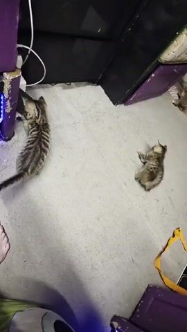 The video shows four kittens playing in a room. Two kittens are on the floor, batting at a small white ball. Another kitten is running in the background, and a fourth kitten is visible in the far right corner of the screen. The floor is a light-colored carpet. There are some pieces of furniture in the background, including a dark cabinet and a purple dresser. A person's feet are visible in the bottom left corner of the frame.