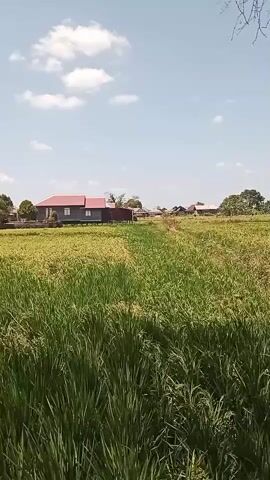 The video shows a wide shot of a rice paddy under a clear blue sky with scattered clouds. In the foreground, tall green rice stalks dominate the frame, some showing patches of drying yellow-brown hues. In the middle ground, a path cuts through the paddy, leading towards a row of houses with red roofs and other buildings in the distance. A large tree stands prominently in the center of the houses. In the upper part of the frame, branches of a tree with green and brown leaves hang down. The overall scene is rural and appears to be a sunny day. There are no people or specific actions visible.