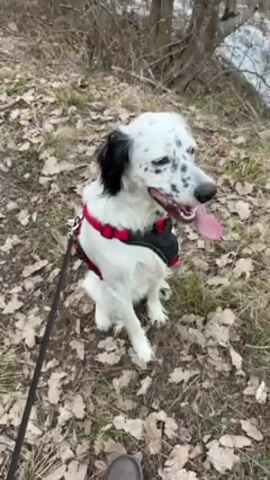 The video shows a white dog with black spots, wearing a black and red harness, sitting on a leash on the ground covered with fallen leaves.  The dog pants and looks around. The camera then pans to the side, showing a small waterfall cascading down a rocky embankment. The camera moves slightly, showing a small stream running through a forested area with bare trees. The video ends.