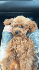 Small poodle rests on tattooed arm in car, Monopoli
