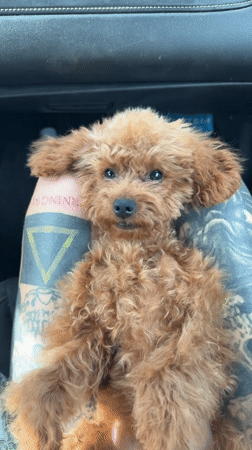 Small poodle rests on tattooed arm in car, Monopoli
