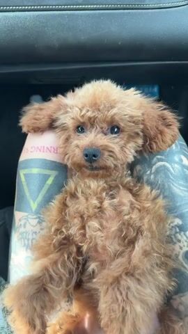 A small, curly-haired dog with reddish-brown fur, likely a toy poodle, is resting comfortably on a person's tattooed arm and lap inside a car. The dog, seen from the chest up, has dark eyes and a black nose, and appears calm and curious, occasionally blinking and looking around. The person's arm is heavily tattooed with various designs, including a prominent green triangle and the partial word "NING" visible above it. The car's interior, including the dark-colored roof lining and seat, is visible in the background. The scene takes place in Monopoli, Italy.