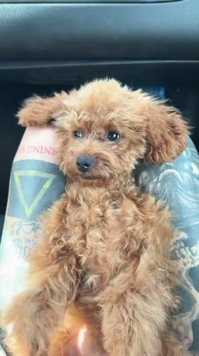 Small poodle rests on tattooed arm in car, Monopoli