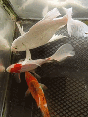 Koi tank and medical procedures at an Indonesian location