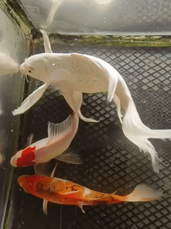 Koi tank and medical procedures at an Indonesian location