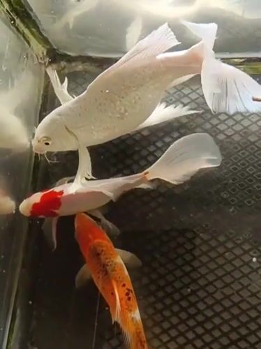 Koi tank and medical procedures at an Indonesian location