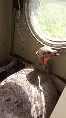 A young turkey is inside a confined space with a circular window. The turkey has light-colored feathers with dark speckles and a bare, red neck and face. It is sitting down and looking out the window, which shows green foliage. Electrical wires and some plumbing components are visible within the confined space. The lighting suggests it is daytime.