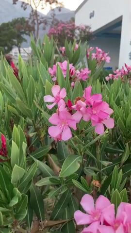 The video shows a close-up of pink oleander flowers and green leaves in the foreground. In the background, there is a building with white walls and a blue trim, a lawn, and trees. Mountains are visible in the far distance. The lighting suggests it is either early morning or late afternoon.